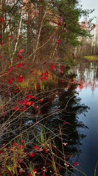 Vertical close-up shot of the edge of a still, dark forest pond or bog lake in autumn, showing branches with vibrant red leaves in the foreground, with the mixed forest of tall pine and bare birch