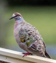 Naklejka premium A close-up image of a male Common bronzewing pigeon (Phaps chalcoptera) 