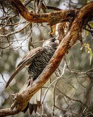 A female Baudin's Black cockatoo (Zanda baudinii).