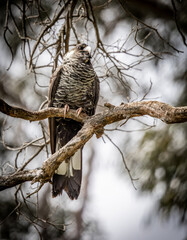 A female Baudin's Black cockatoo (Zanda baudinii).