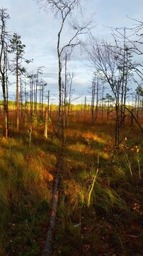 Vertical medium-angle shot of a large fallen pine tree trunk lying on the ground across a vast, golden-brown autumn bog, surrounded by tall, dry grass and thin, bare deciduous and coniferous trees