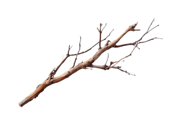 Brown, dry bare branch against black background