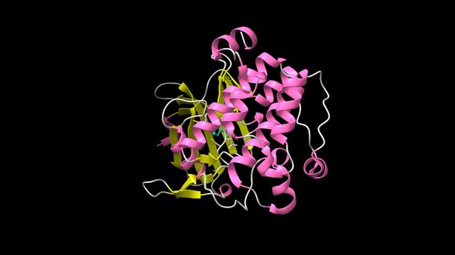 Crystal structure of proto-oncogene kinase Pim1 bound to hispidulin. Animated 3D cartoon and molecular surface models, pdb 4xh6, secondary structure color scheme, black background.