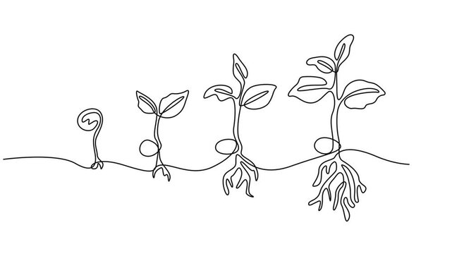 growing tree animation continuous one line drawing, Animated self drawing of continuous line draw of step of grow plant, Plant Sprout in the ground, one line drawing Video animation Full length style.