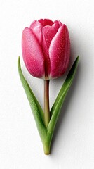tulip in the form of heart