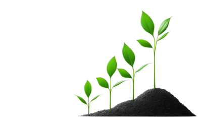 Four green seedlings at progressively taller stages emerging from soil, illustrating early plant growth and development.