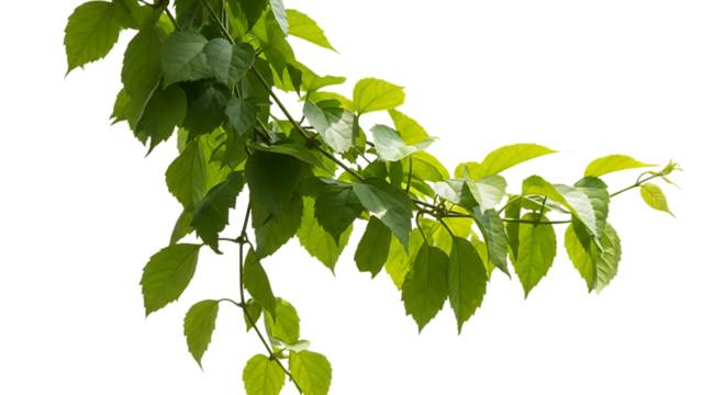 Branch with Green Leaves on Black Background plant isolated on a transparent background