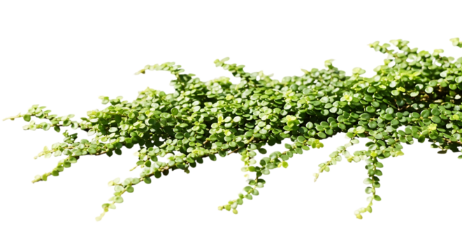 Dense Green Small Leafy Vine on Black plant leaves isolated on a transparent background - Powered by Adobe