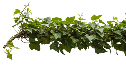 Dense ivy vine with heart-shaped leaves on black background isolated on a transparent background