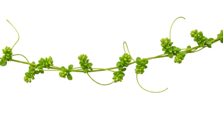 Green Vine with Small Buds and Tendrils on Black Background isolated on a transparent background