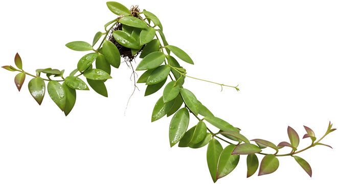 Hoya Carnosa Plant Vine With Green Leaves Keywords: hoya carnosa, plant, vine, green leaves isolated on a transparent background