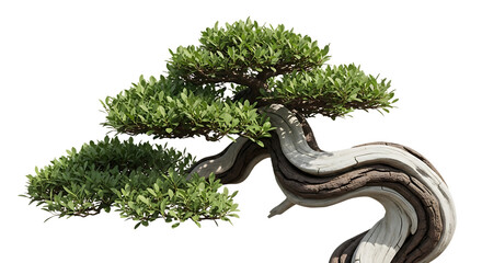 Twisted Bonsai Tree with Green Foliage image isolated on a transparent background