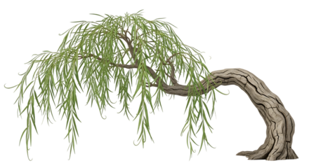 Weeping Willow Tree with Gnarled Trunk on Black Background isolated on a transparent background