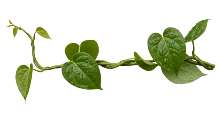 Wet Green Vine with Heart Shaped Leaves plant isolated on a transparent background