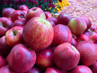 Red ripe apples fresh fruits 