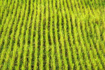 Rows of Rice in a Paddy 418