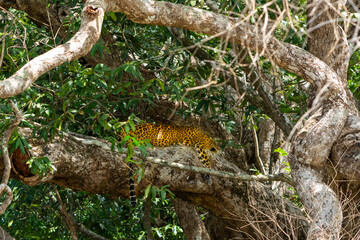 Leopard rests camouflaged among tree branches