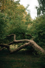 A tree bending towards the ground