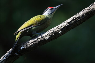 Grey-headed woodpecker