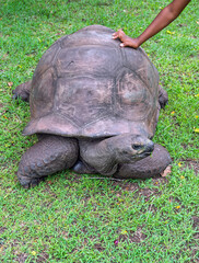 Intergenerational encounter: A child's small hand reaching out to touch the massive carapace of a giant tortoise, fostering a connection with nature and conservation