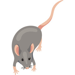 Gray Mouse with Pink Ears and Tail Walking with Curiosity on a White Background