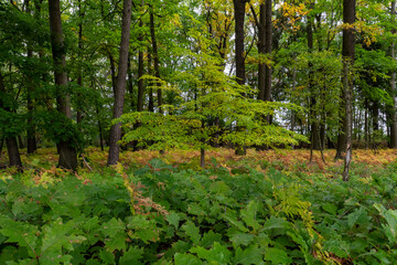 Wald im Herbst mit Farn und jungen Bäumen 3