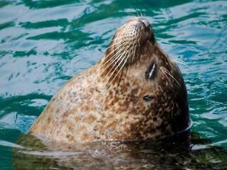 Portrait Common seal (Phoca vitulina) in green water seen from profile