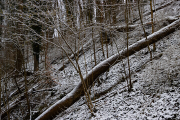 Winter Forest Scene with Snow-Covered Ground and Fallen Tree Trunk