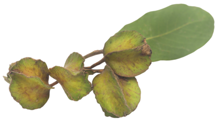 Ayurvedic arjun fruit