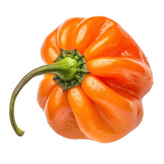 Habanero pepper PNG (transparent)