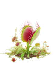 Carnivorous Venus flytrap with red traps & green foliage, isolated