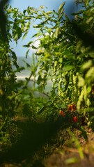Sunlit Tomato Garden