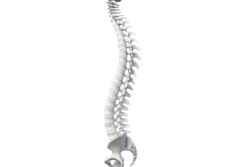 Obraz premium Spinal column isolated on transparent or white background