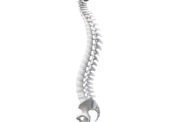 Spinal column isolated on transparent or white background
