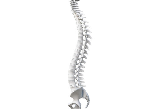 Spinal column isolated on transparent or white background