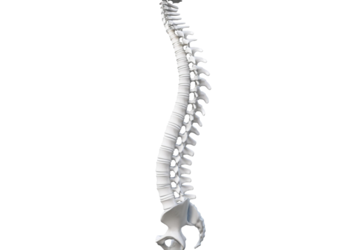 Spinal column isolated on transparent or white background