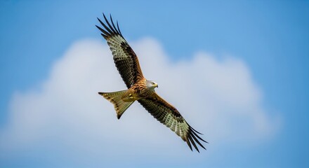 Majestic Red Kite Soaring High in the Blue Sky with Clouds.