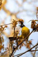 นกปรอดเหลืองหัวจุก Black-capped Bulbul