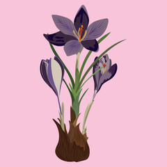 A colorful bouquet of pink lilies and tulips in a delightful floral arrangement