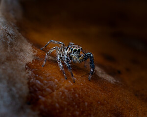spider