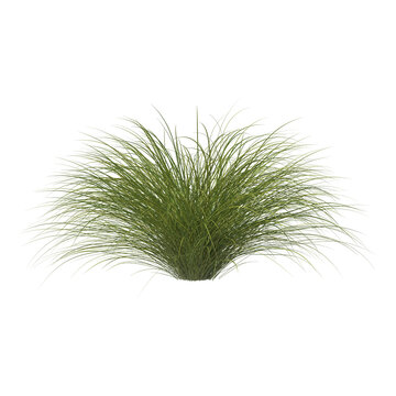 Sedge bush isolated transparent background 3d rendering PNG
