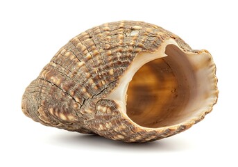 Isolated seashell on a white background displaying intricate patterns and textures perfect for