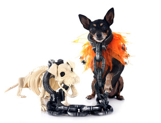 miniature pinscher in studio