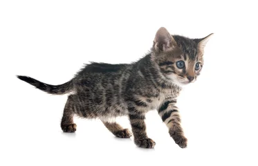 Fotobehang Berken bengal kitten in studio  © cynoclub