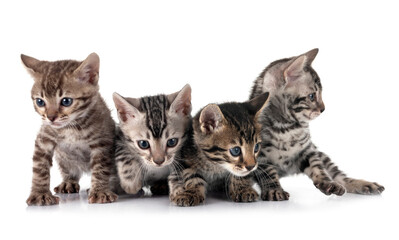 bengal kitten in studio