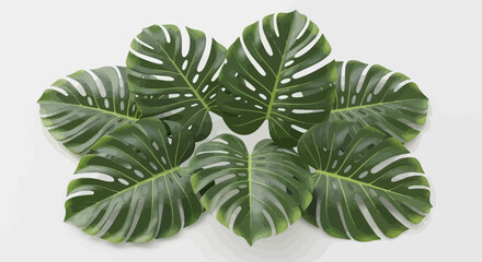 A Lush Arrangement of Vibrant Green Monstera Deliciosa Leaves
