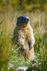 A marmot stands alert in tall grass