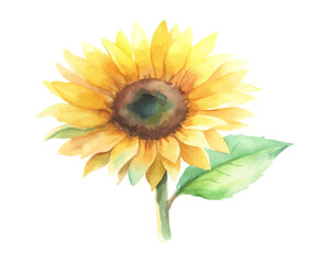 Fototapeta premium Rustic Watercolor Sunflower Arrangement for Posters 