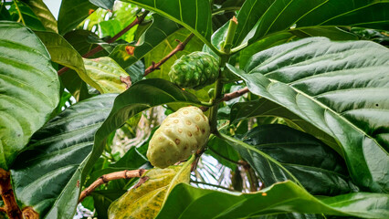 Close-Up of Noni Fruits on Tree: Unripe and Ripening Morinda Citrifolia Surrounded by Large Tropical Leaves for Health and Wellness Concepts