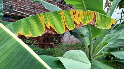 Tropical Plant Leaf Turning Yellow and Brown as Sign of Nutrient Imbalance and Natural Aging Process